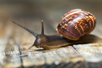 Small snail crawling on an old wooden surface