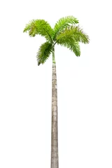 Papier Peint photo Lavable Arbres Palm tree isolated on white background