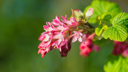 Falling Into Spring
