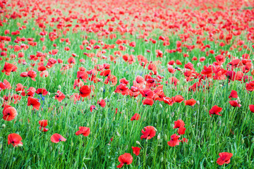 meadow with beautiful  red poppy flowers