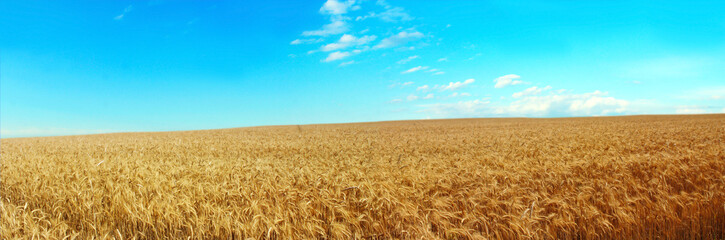 Panoramic image of a wheat field on a background of blue sky.