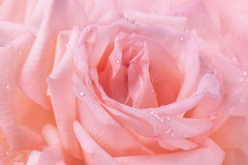 Fototapeta premium Pink rose petals flower wet background water drops texture
