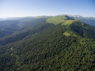 Naklejka premium The mountain ridge covered forest. Mountain landscape. The bird