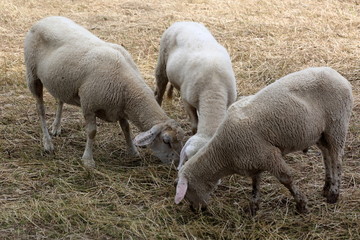 Obraz na płótnie Canvas flock of sheep grazing