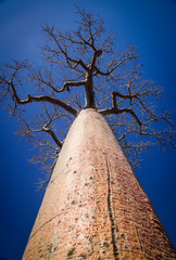Single huge baobab