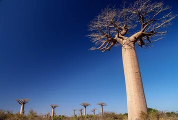 Papier Peint photo autocollant Baobab baobabs