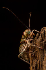 African Armoured Cricket climbing up a branch with black background.