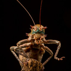 African Armored Cricket headshot perched on a branch with black background.