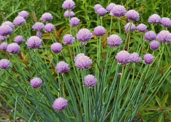 Полевые цветы на длинных стеблях с фиолетовыми бутонами и большим количеством лепестков.