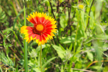 Gaillardia (Blanket Flower)