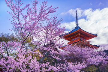 京都　清水寺　桜　三重塔