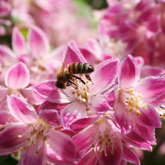 ape su fiori rosa