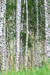 forest birch