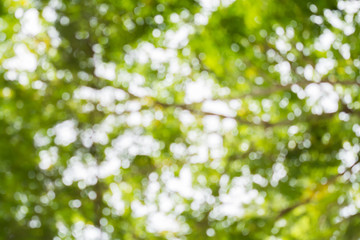 Bokeh circle, Green leaves and tree blur background