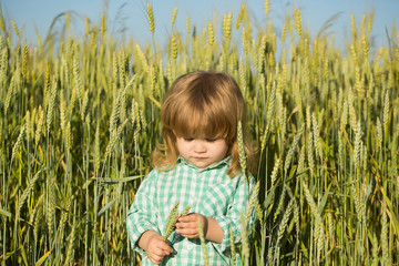 small boy in green field of spikelets grass