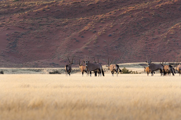Fototapeta na wymiar Herd of Gemsbok in Sossusvlei, Namibia