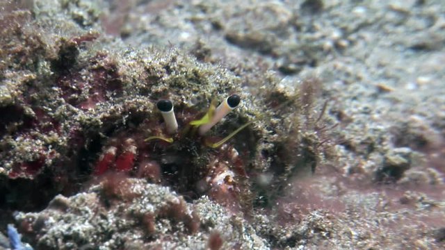scuba diving with strange creature underwater, crab Lembeh Indonesia 