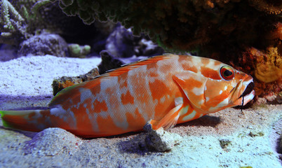 Fototapeta na wymiar grouper underwater photo