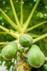 Papaya tree