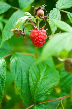 framboisiers avec framboise mure