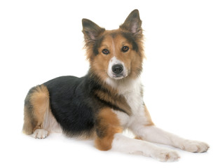 border collie in studio