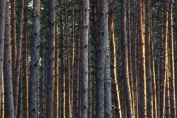 Obraz premium Stockade of pine trees lit by the sunset. 