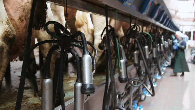 Apparatus for automatic milking of cows