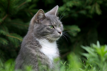 Naklejka na ściany i meble cute cat in the garden grass 