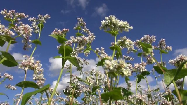 Flowering buckwheat waving in wind in the field in summer