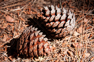 Two fir cones on the ground in the forest