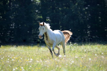 wilder mind, paint horse running throuhg blooming pasture