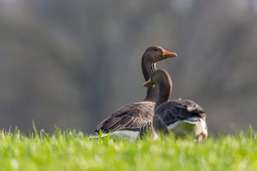 Fototapeta premium Two grey gooses (Anser anser) in the green meadow