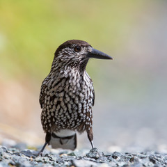 Portrait of spotted nutcracker bird (Nucifraga caryocatactes)