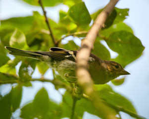Corn bunting bird perched
