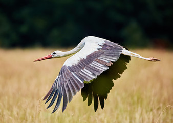 White stork taking off