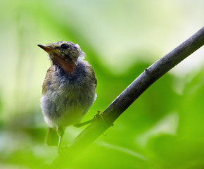 Baby blackbird