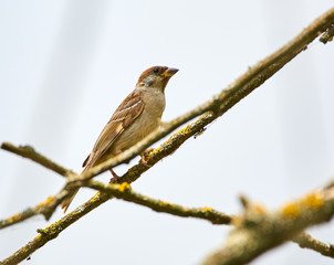 Obraz premium Corn bunting bird perched