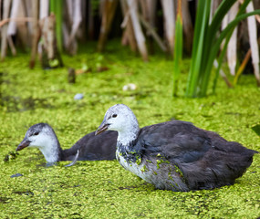 Baby eurasian coot