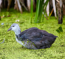 Baby eurasian coot