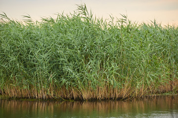 Fototapeta premium Reeds by the lake