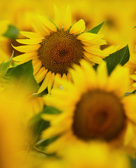 Fototapeta premium Sunflowers field