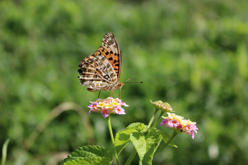 ランタナの花の蜜を吸うヒョウモンチョウ