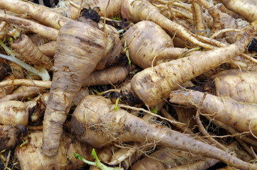 Parsley roots piled for market close-up detail