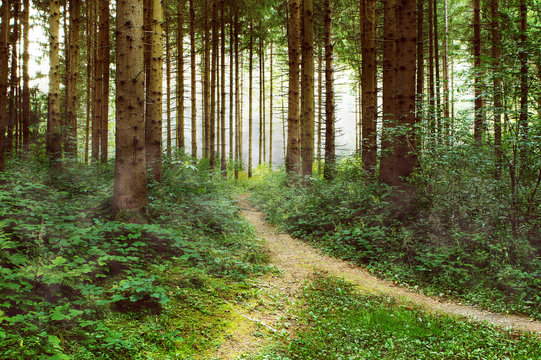 Waldlichtung