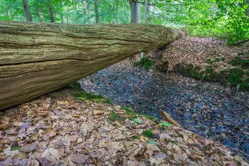 fallen tree bridge