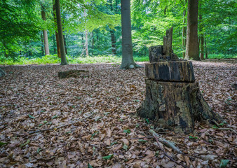 funny shaped tree stump right view