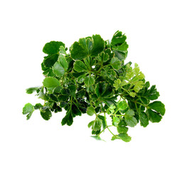 Green leaves on white background