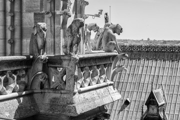 notre dame gorgoyle paris view city scape