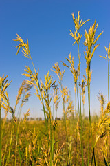 Obraz premium grass against the blue sky