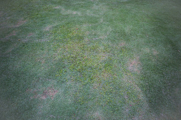 green grass background